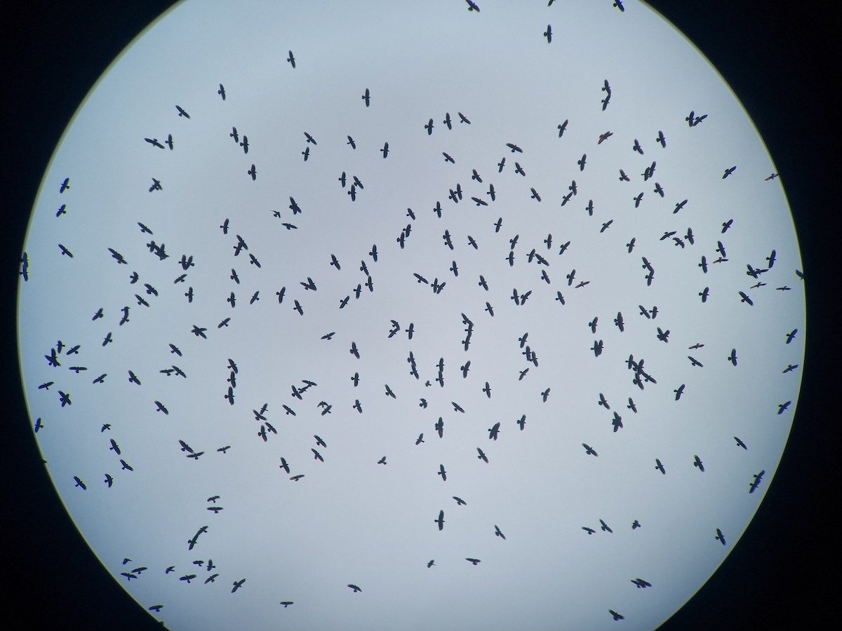 ミヤマガラス - ML645487703