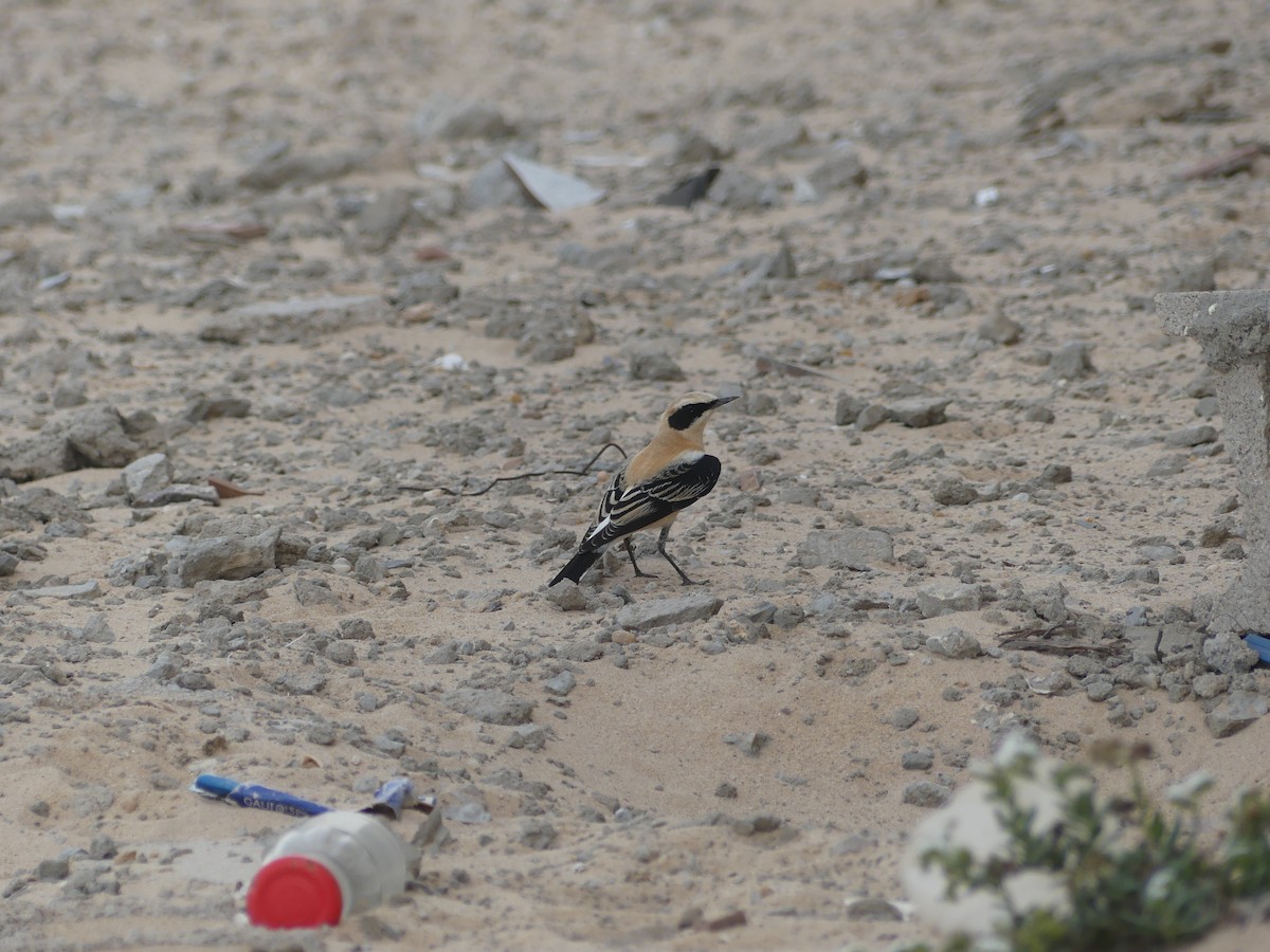 ニシカオグロサバクヒタキ - ML645487704