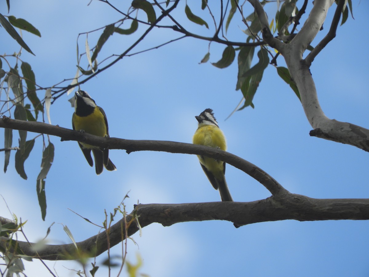 Eastern Shrike-tit - ML645487706