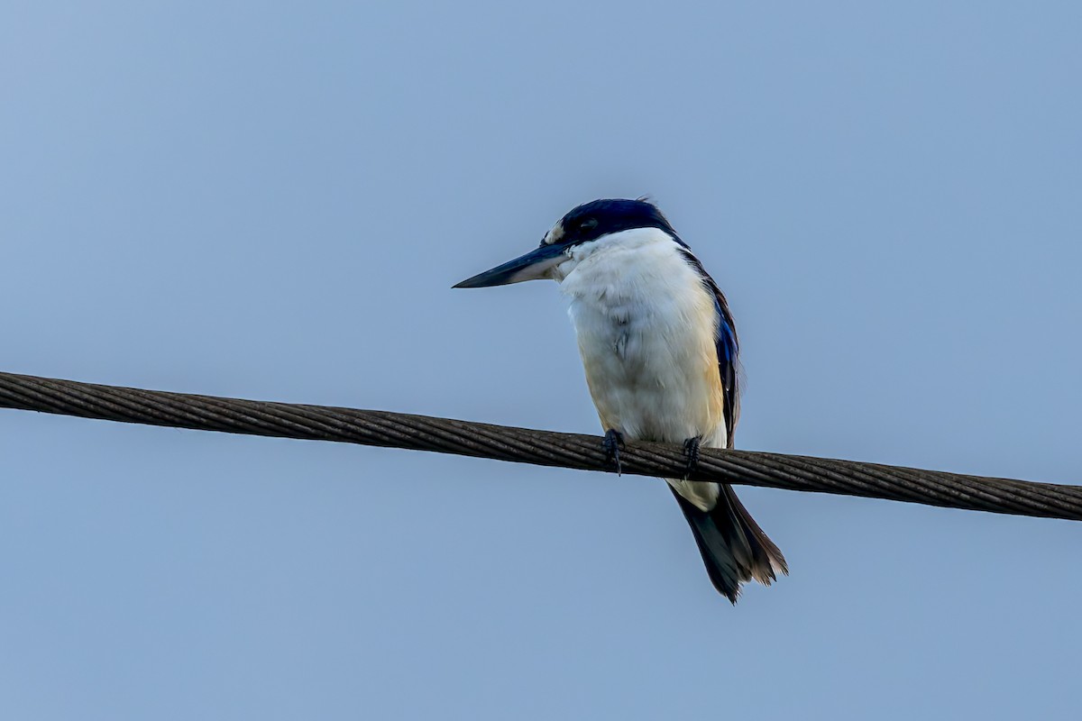 モリショウビン - ML645487707