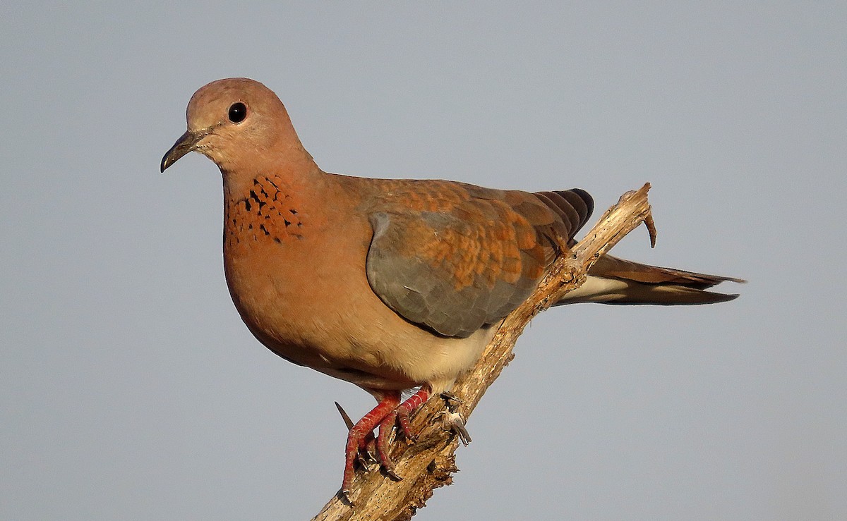 ワライバト - ML645487709