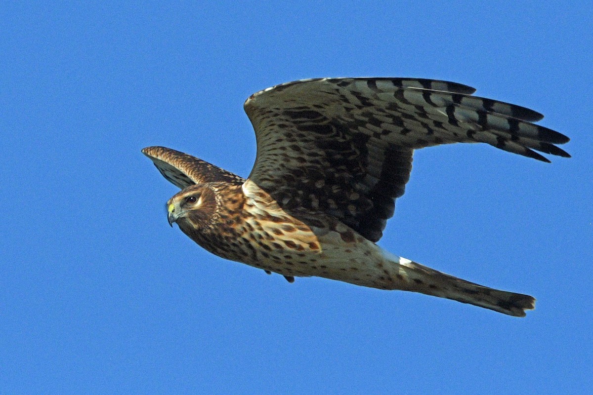 アメリカハイイロチュウヒ - ML645487711