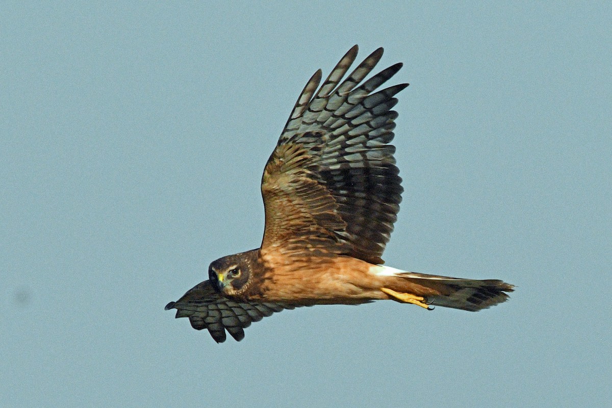 アメリカハイイロチュウヒ - ML645487712