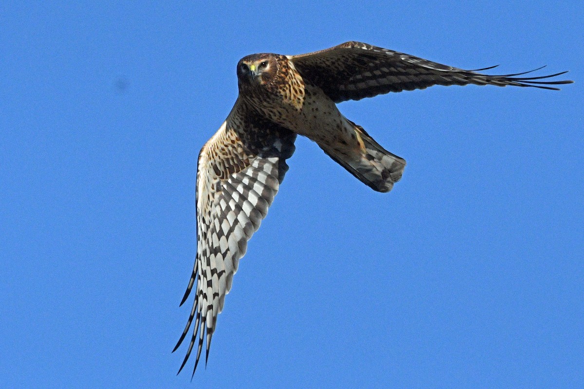 アメリカハイイロチュウヒ - ML645487713