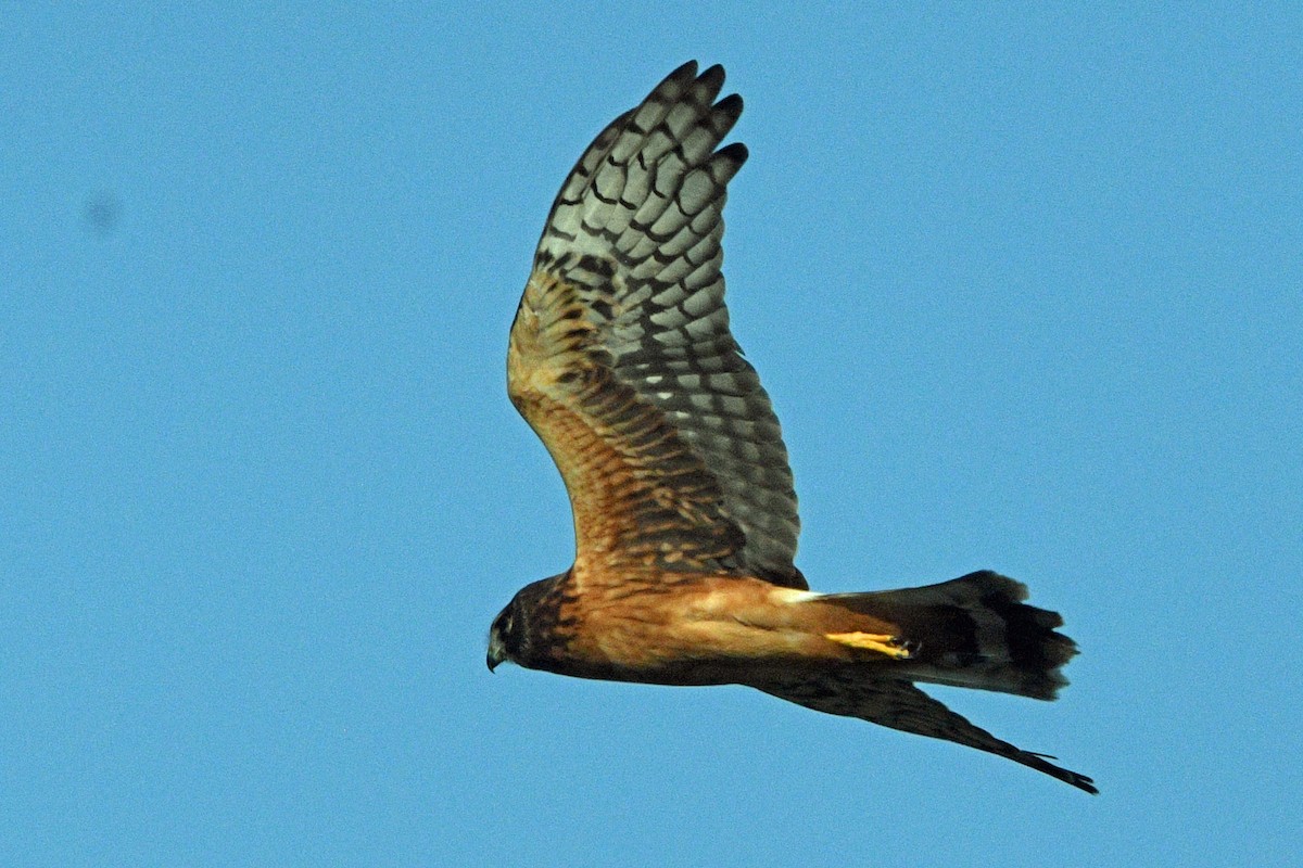 アメリカハイイロチュウヒ - ML645487714