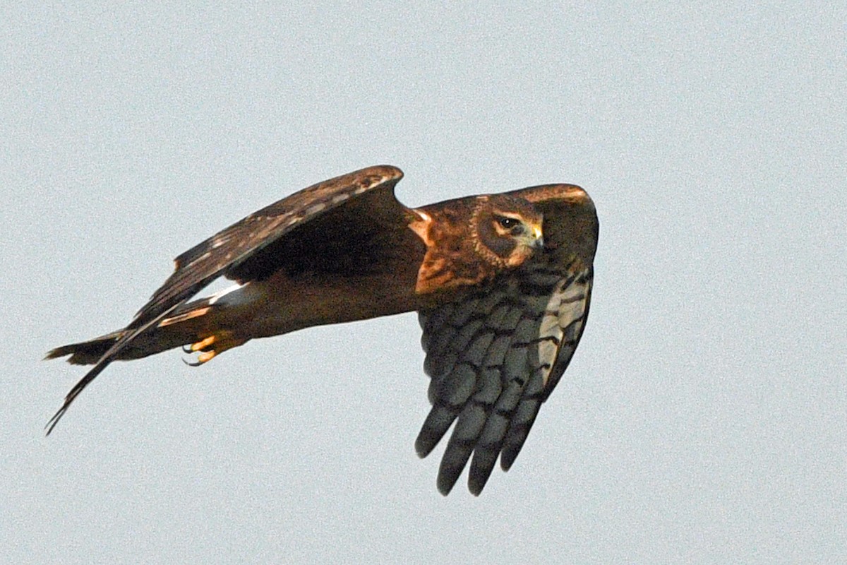 アメリカハイイロチュウヒ - ML645487715