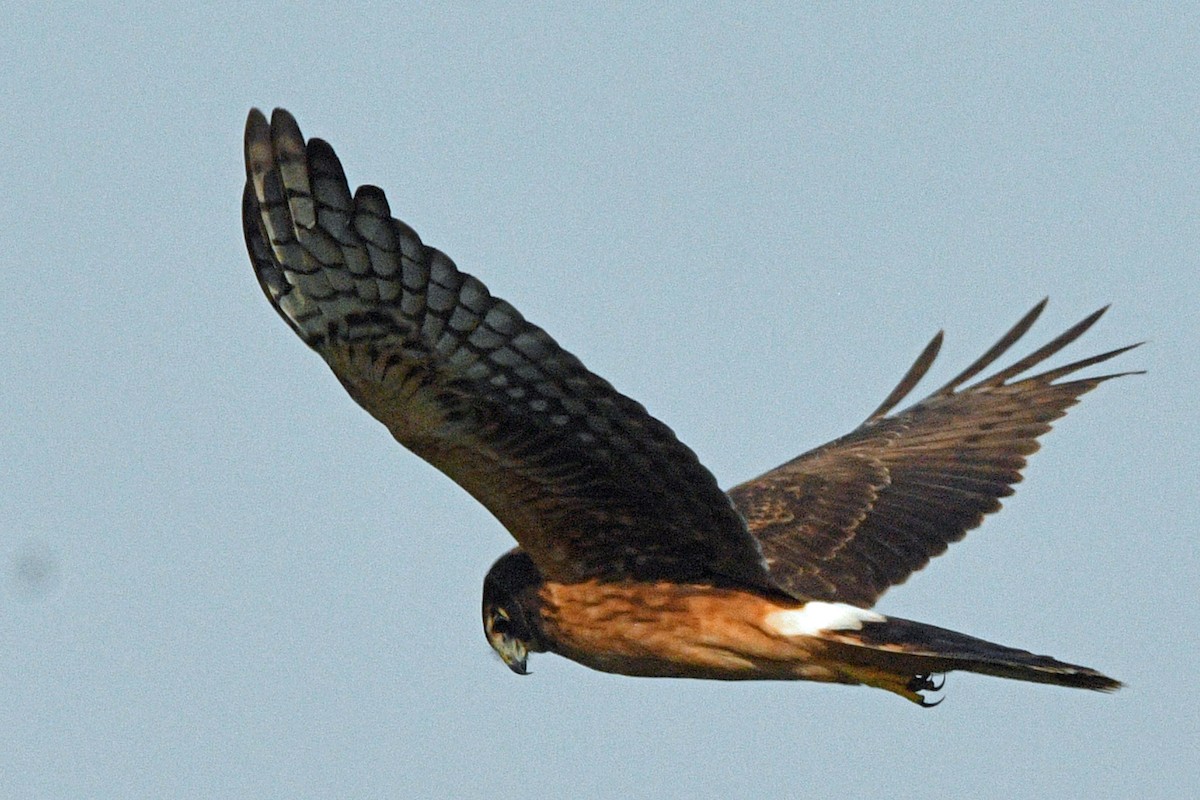 アメリカハイイロチュウヒ - ML645487716