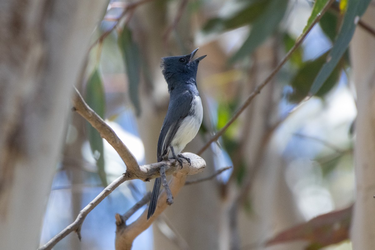 ナマリイロヒラハシ - ML645487717