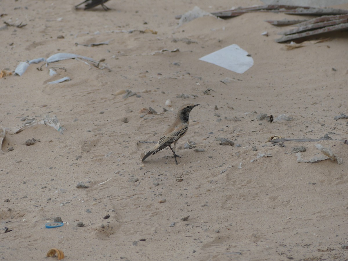 サバクヒタキ - ML645487720