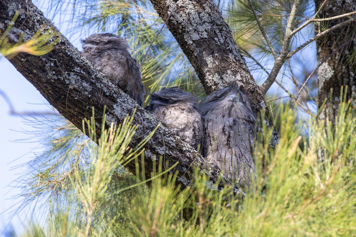 Tawny Frogmouth - ML645487728