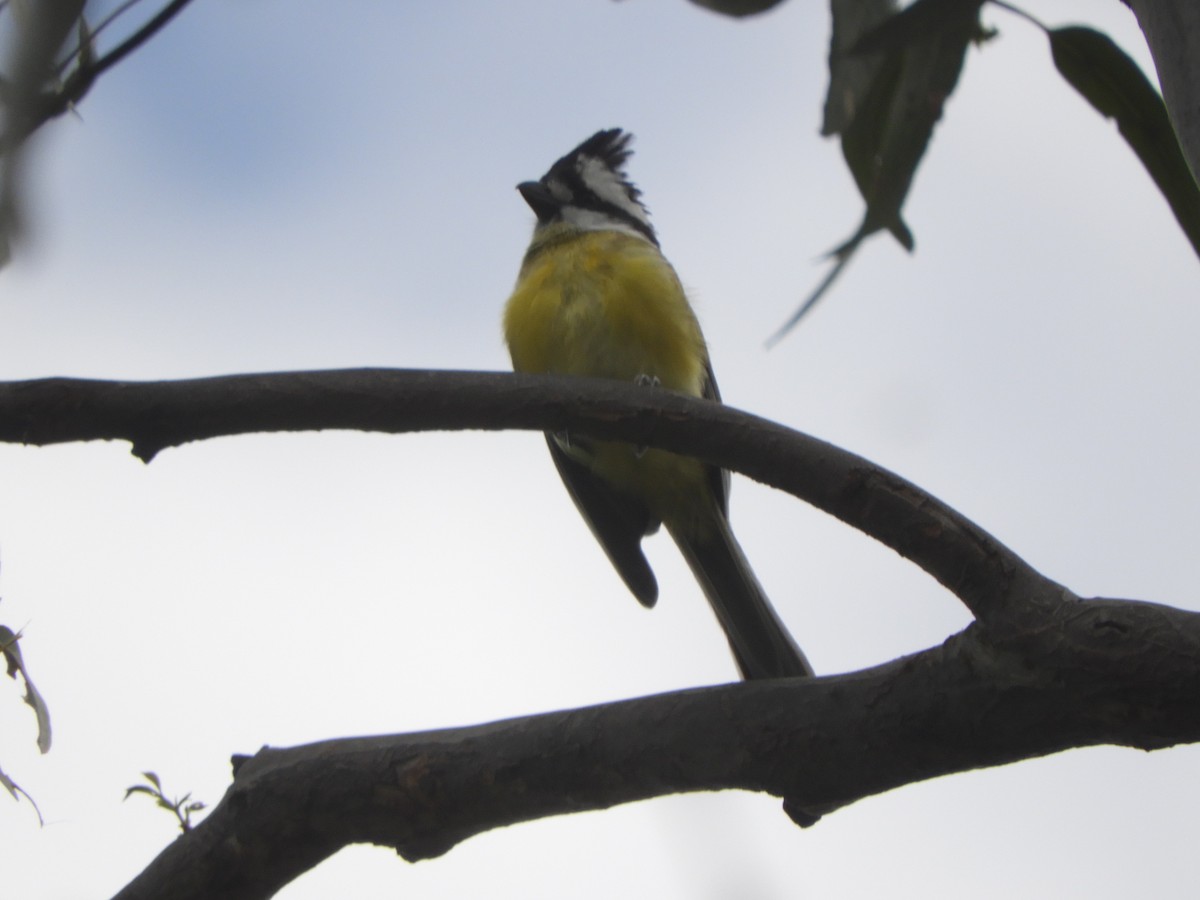 Eastern Shrike-tit - ML645487730