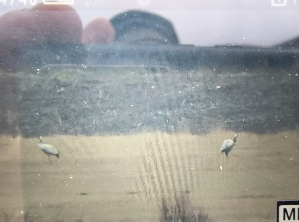 灰鶴 - ML645487733