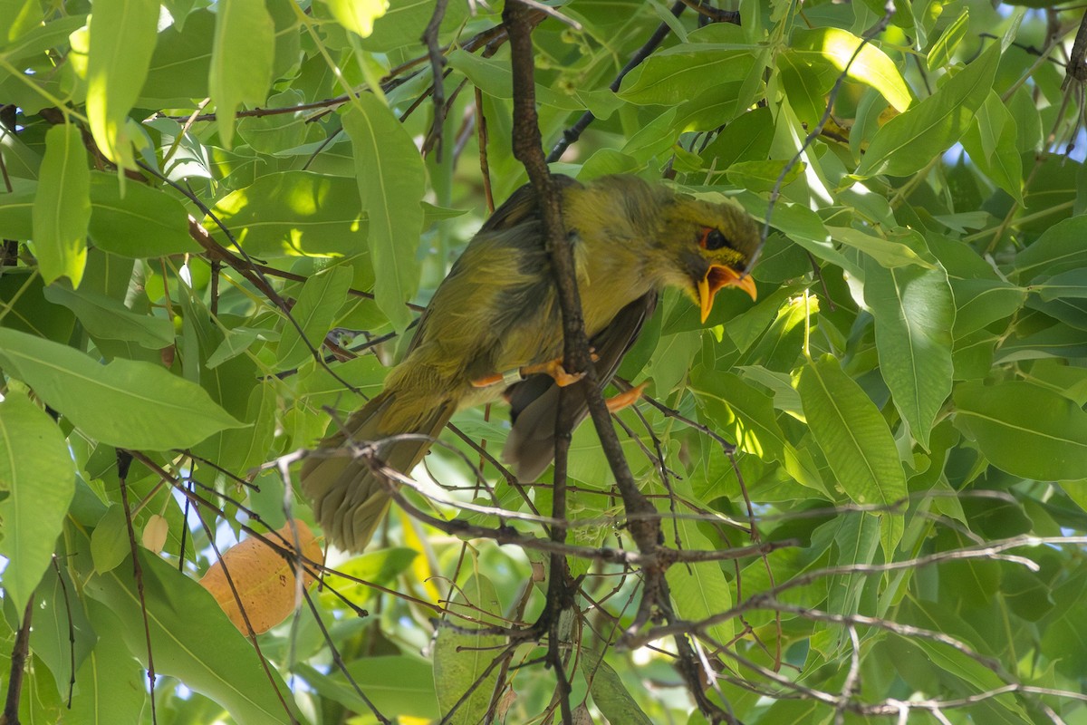 スズミツスイ - ML645487755