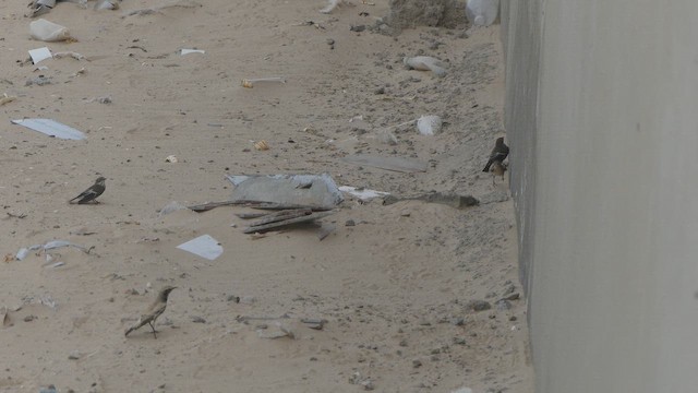 Одуд євразійський - ML645487773