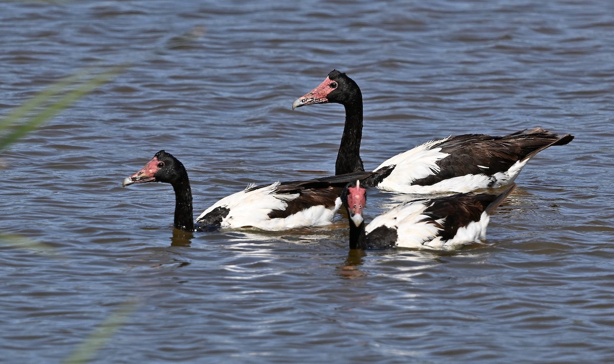 Magpie Goose - ML645487814