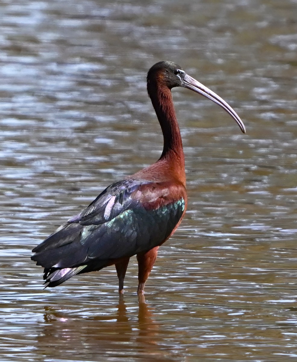 Glossy Ibis - ML645487822