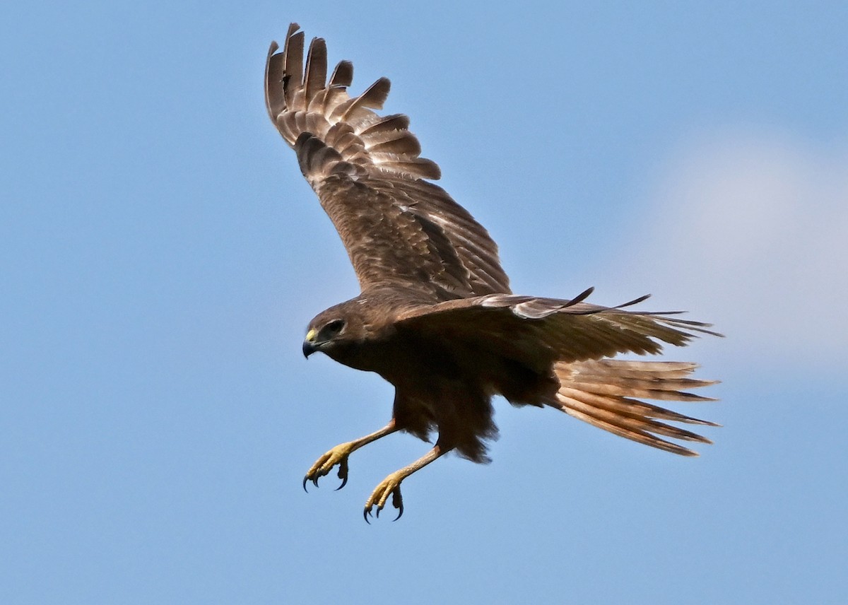 Swamp Harrier - ML645487824