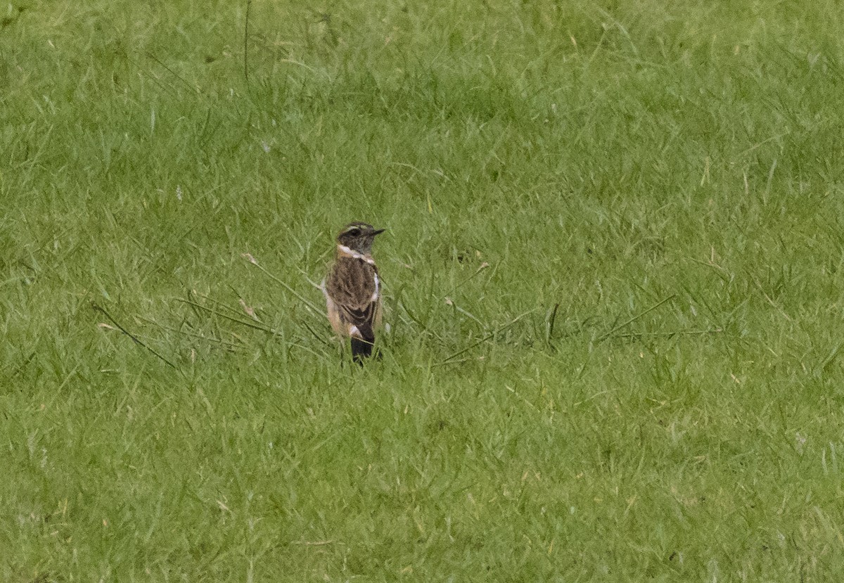 Amur Stonechat - ML645487825