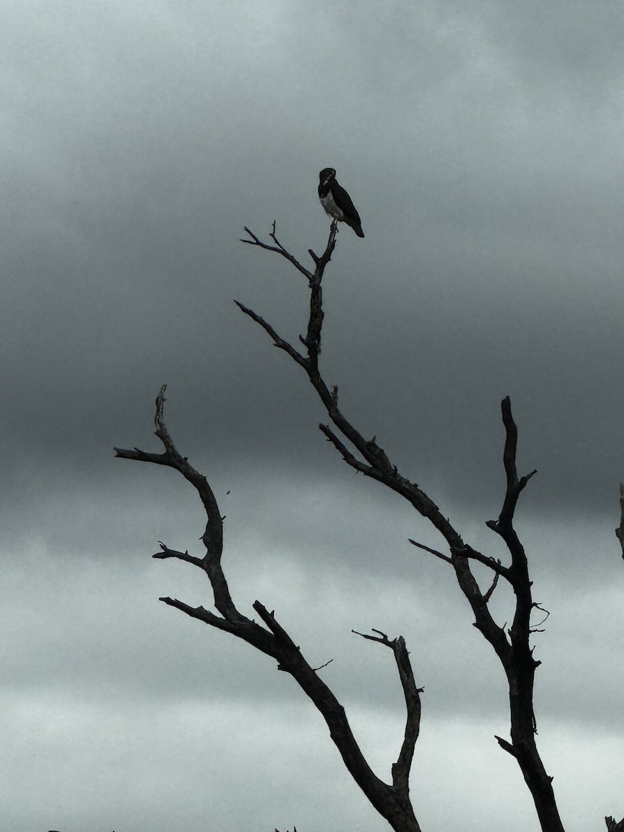 Martial Eagle - ML645487826