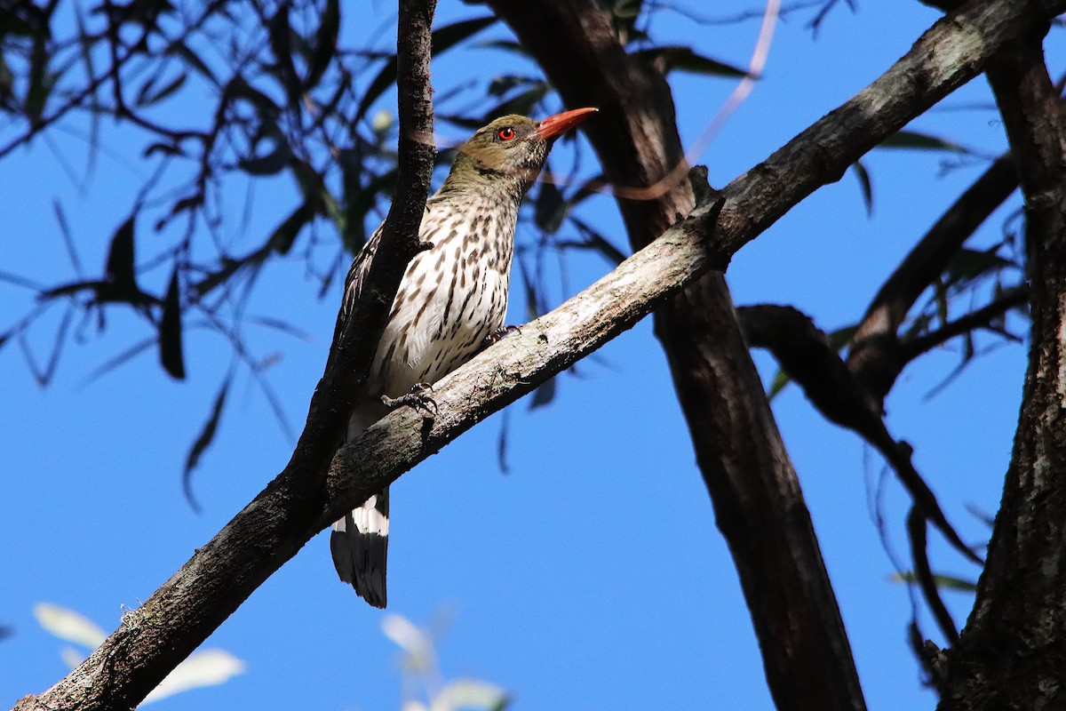 シロハラコウライウグイス - ML645487838