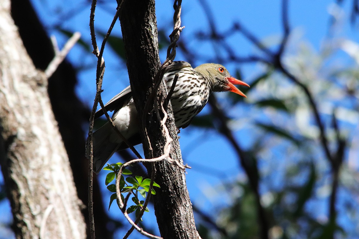 シロハラコウライウグイス - ML645487839