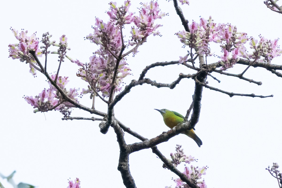 アカハラコノハドリ - ML645487845