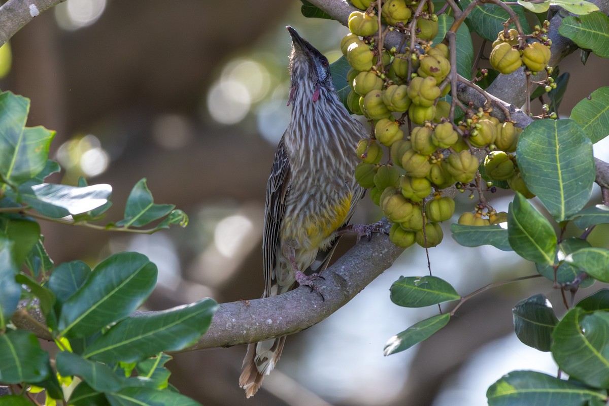 アカミミダレミツスイ - ML645487847