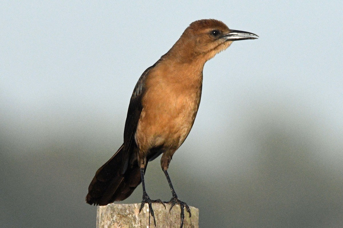 キタオナガクロムクドリモドキ - ML645487848