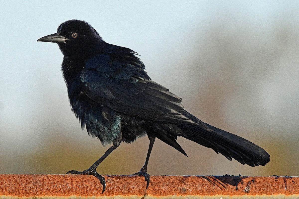 キタオナガクロムクドリモドキ - ML645487849