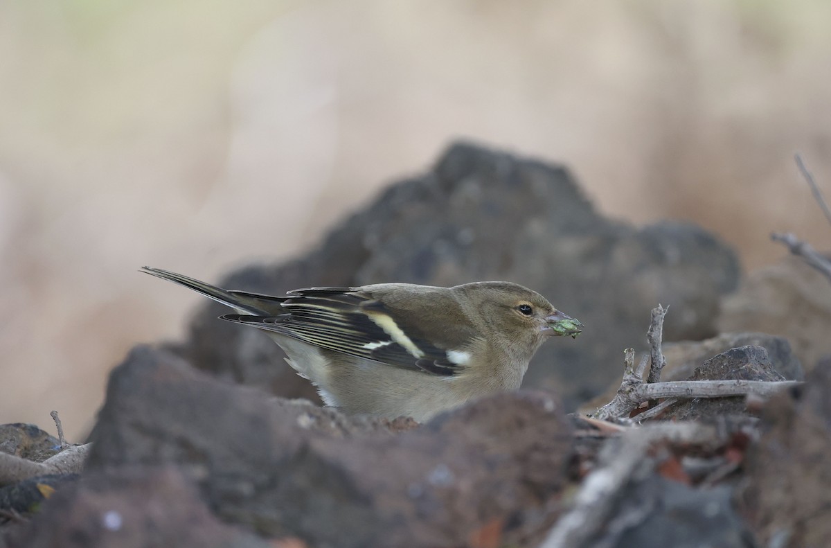 ズアオアトリ - ML645487850