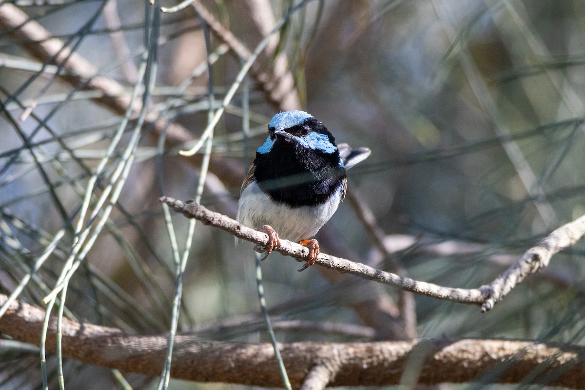 ルリオーストラリアムシクイ - ML645487851