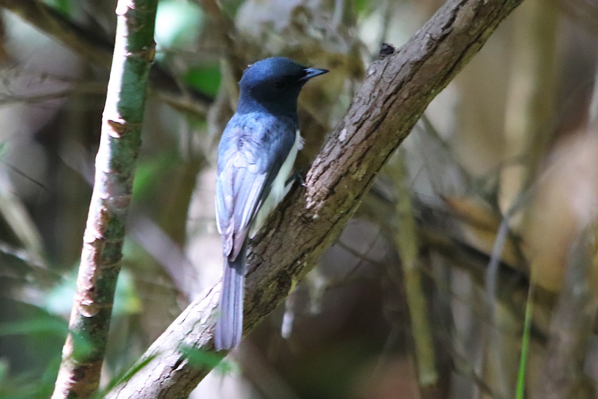 ナマリイロヒラハシ - ML645487852