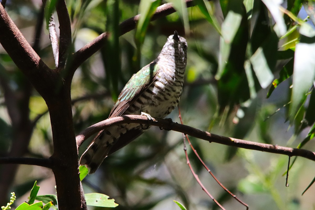 ヨコジマテリカッコウ - ML645487853