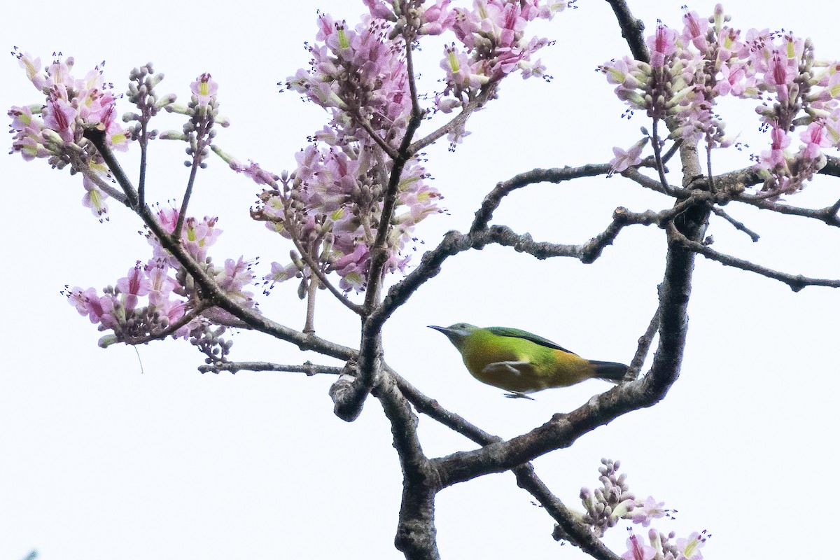 アカハラコノハドリ - ML645487854