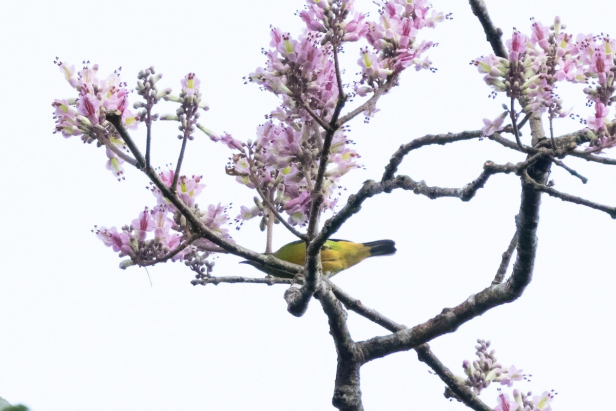 アカハラコノハドリ - ML645487855