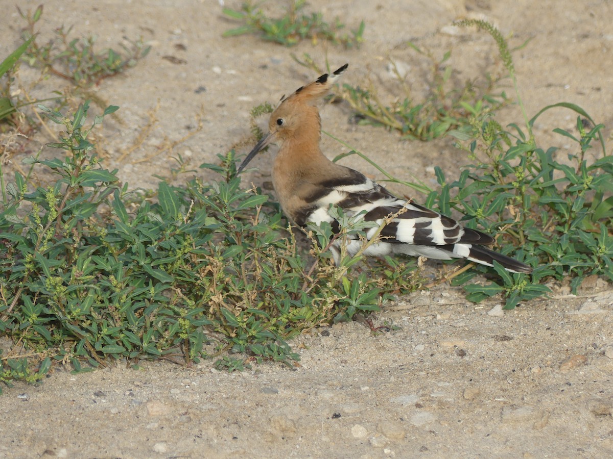 ヤツガシラ - ML645487856