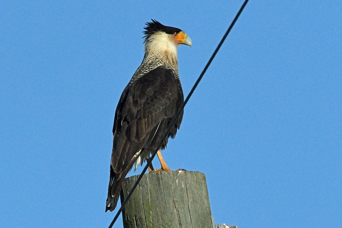 ミナミカラカラ - ML645487857