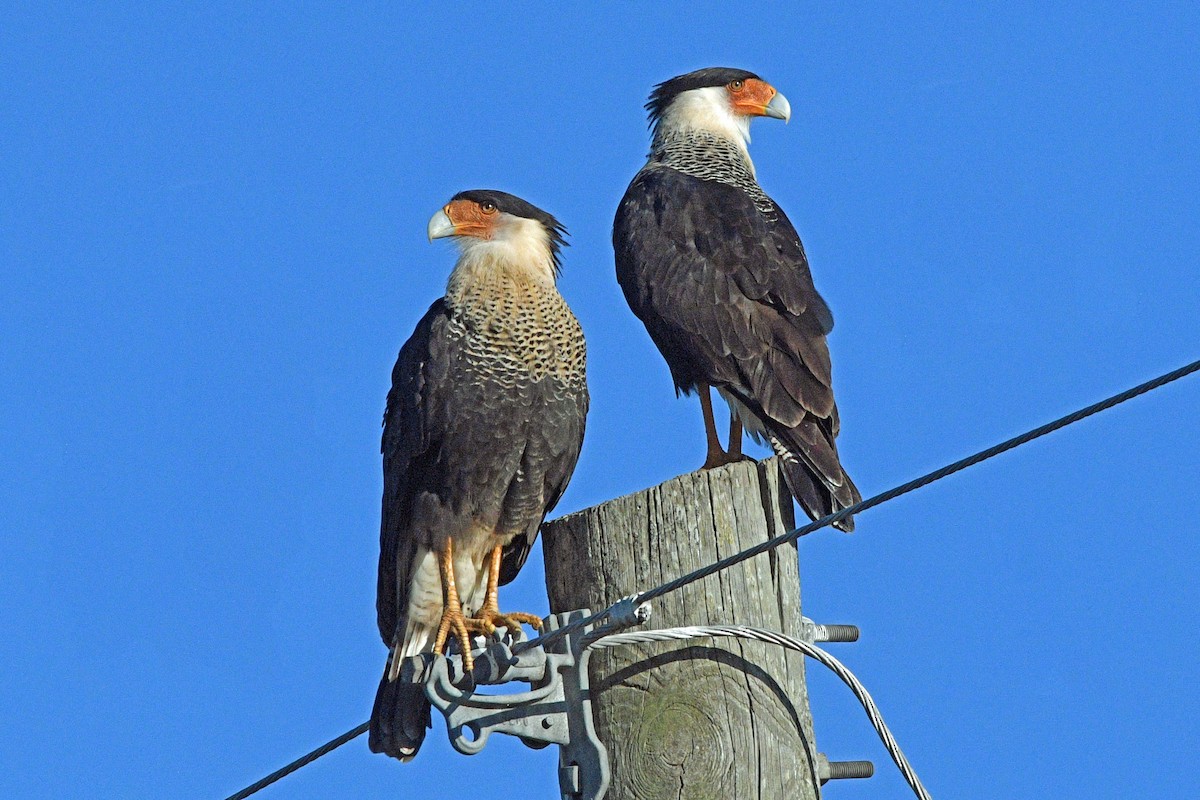 ミナミカラカラ - ML645487859