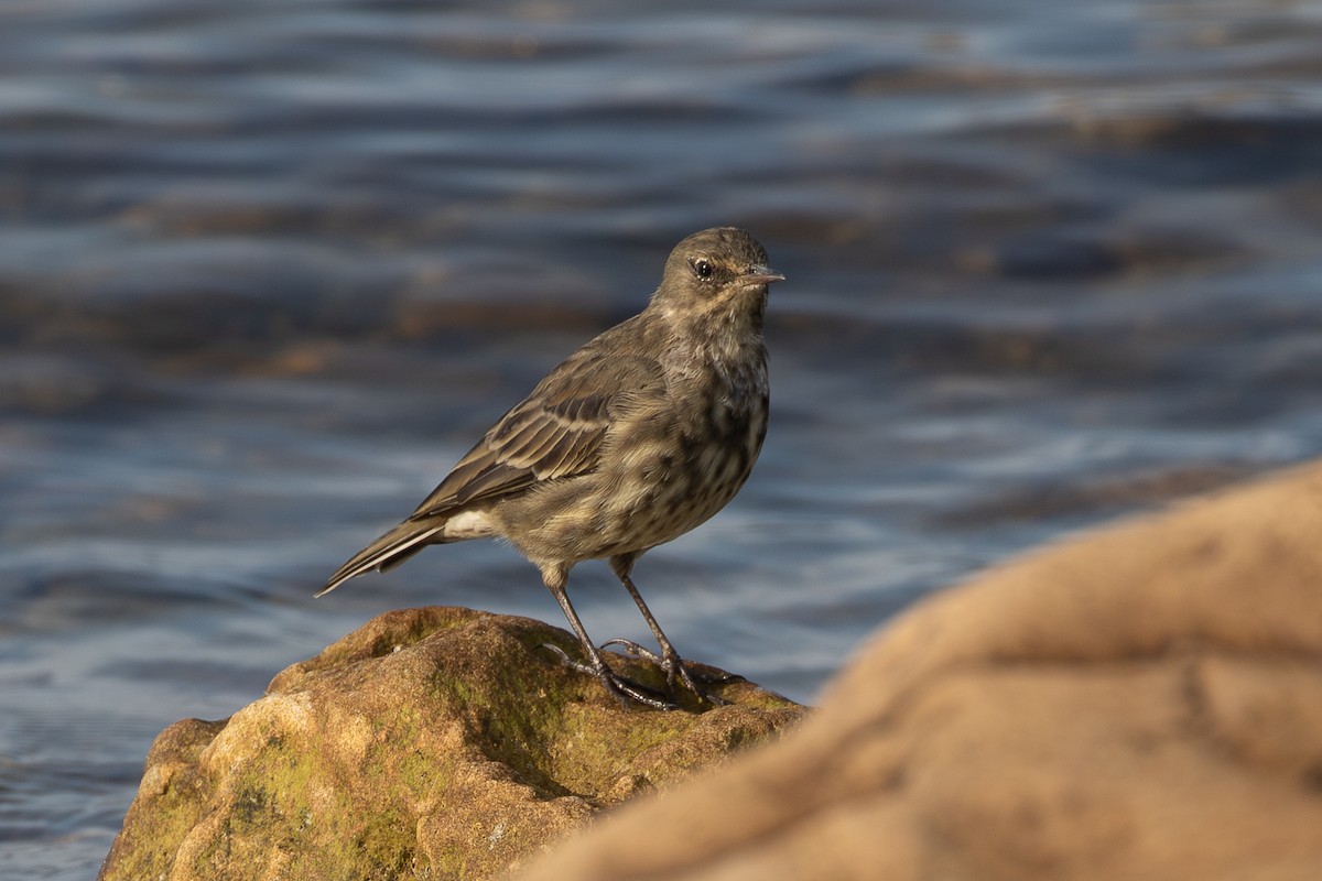 ニシヨーロッパタヒバリ - ML645487860