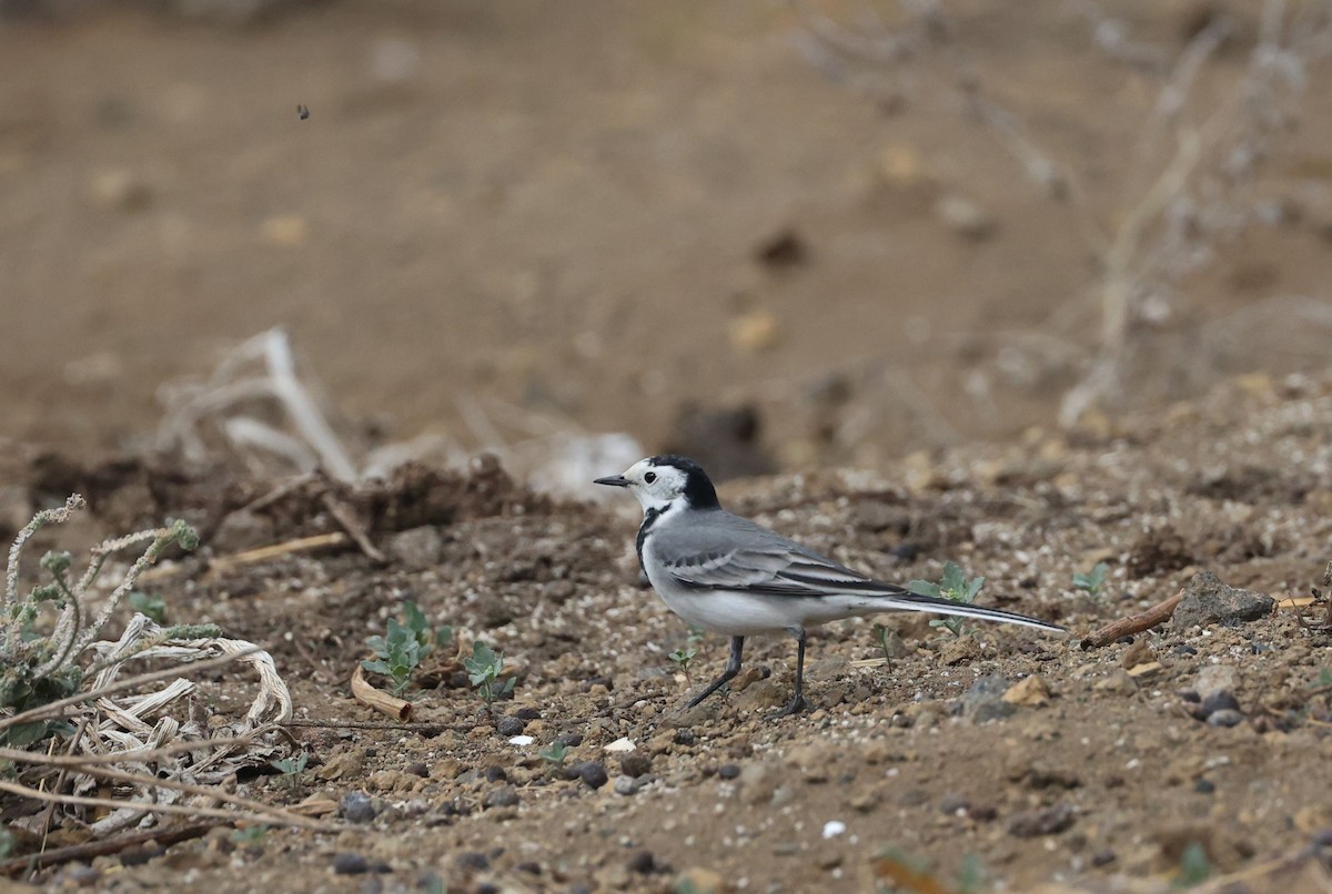 ハクセキレイ - ML645487861