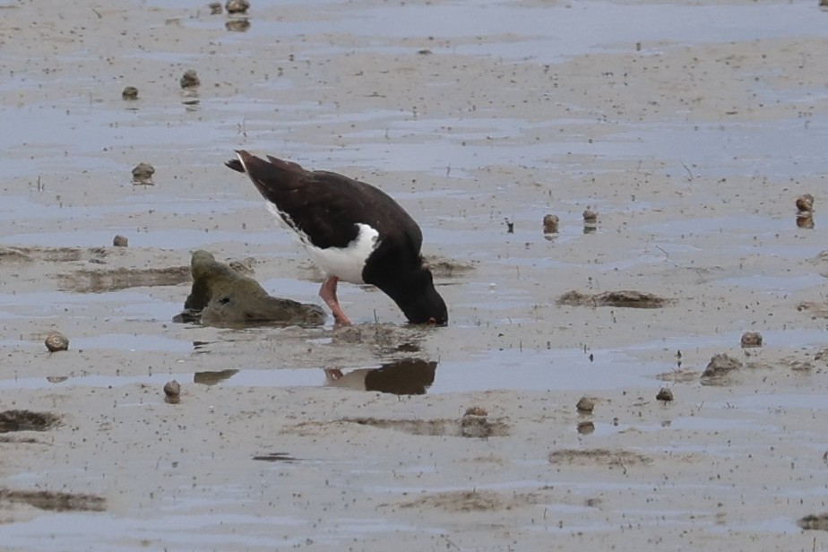 ミナミミヤコドリ - ML645487863