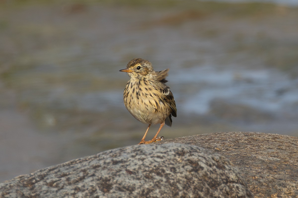 マキバタヒバリ - ML645487865