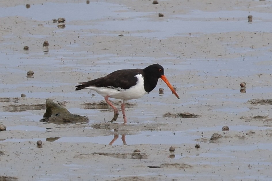 ミナミミヤコドリ - ML645487866