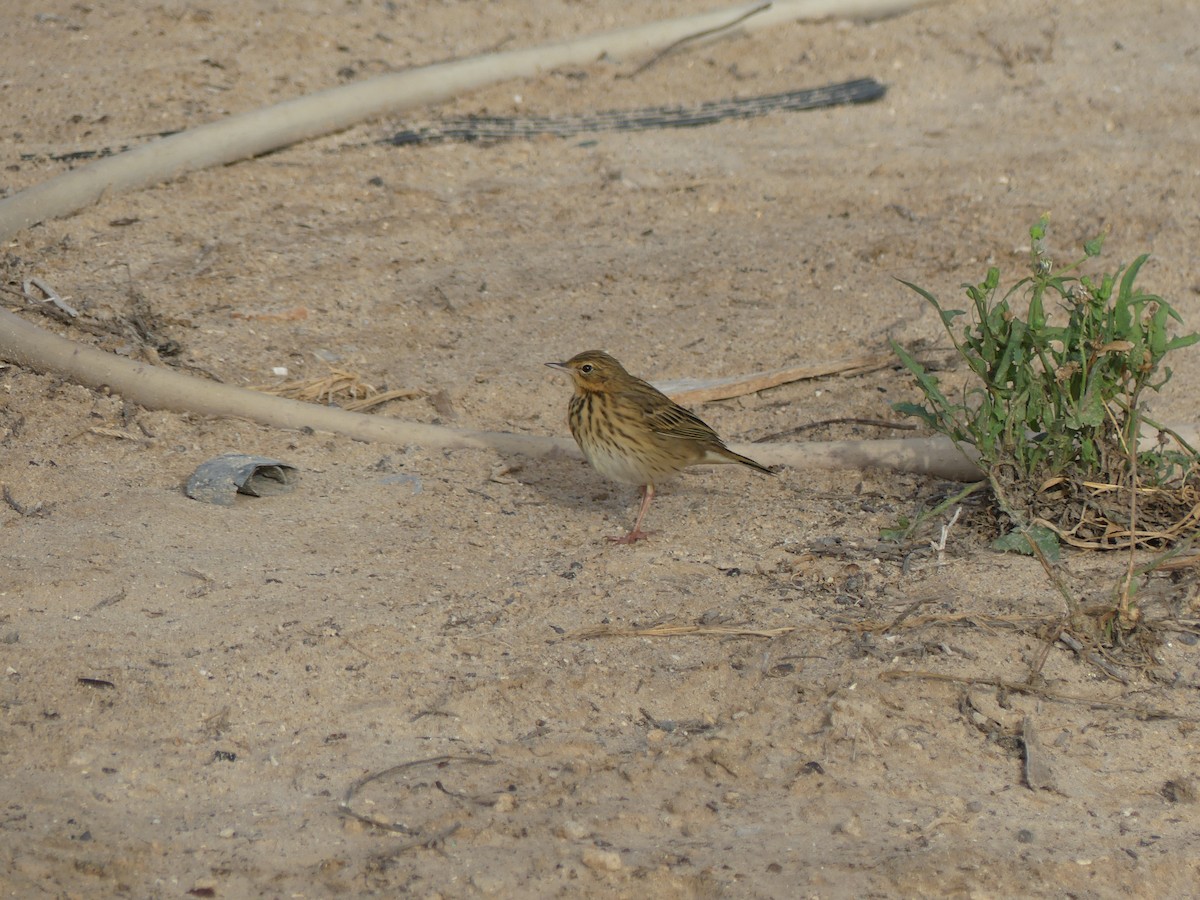 ヨーロッパビンズイ - ML645487868