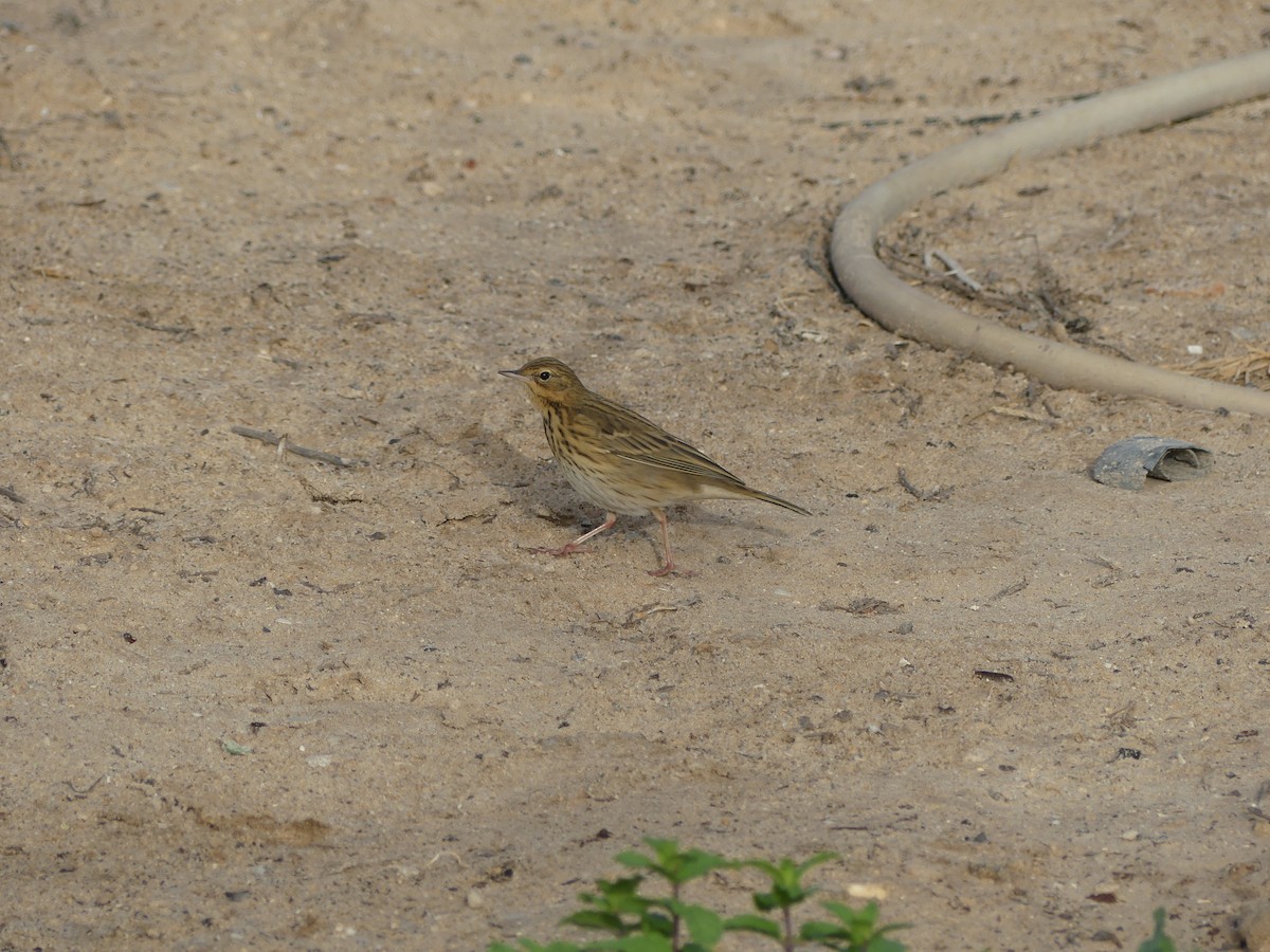 ヨーロッパビンズイ - ML645487869