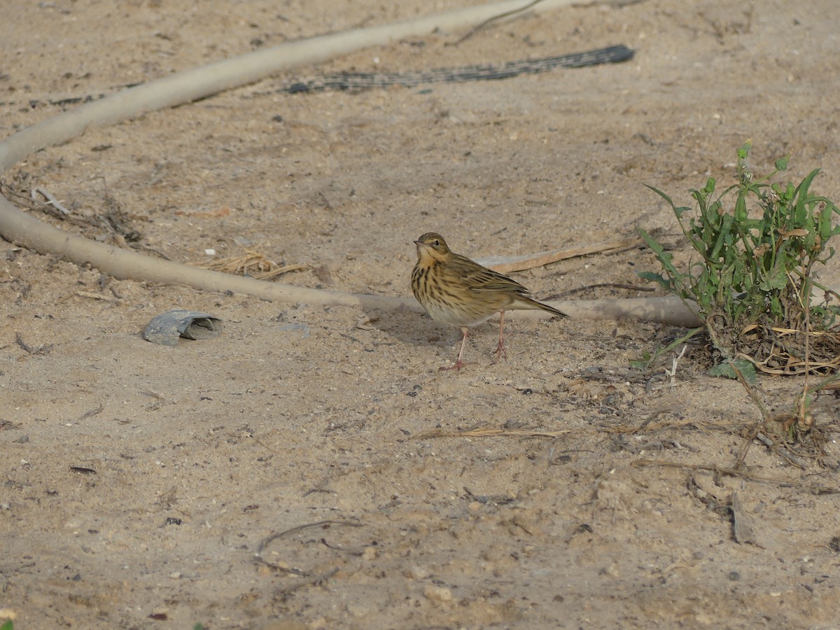 ヨーロッパビンズイ - ML645487870