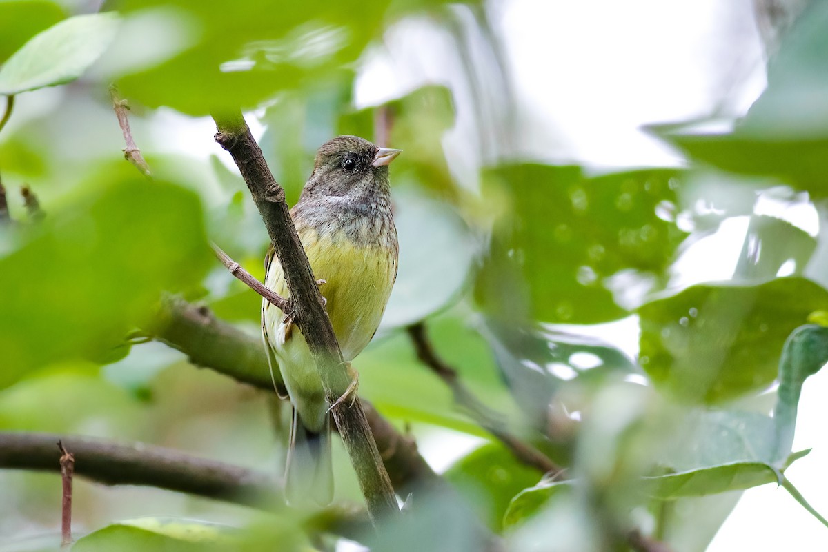 シベリアアオジ - ML645487872