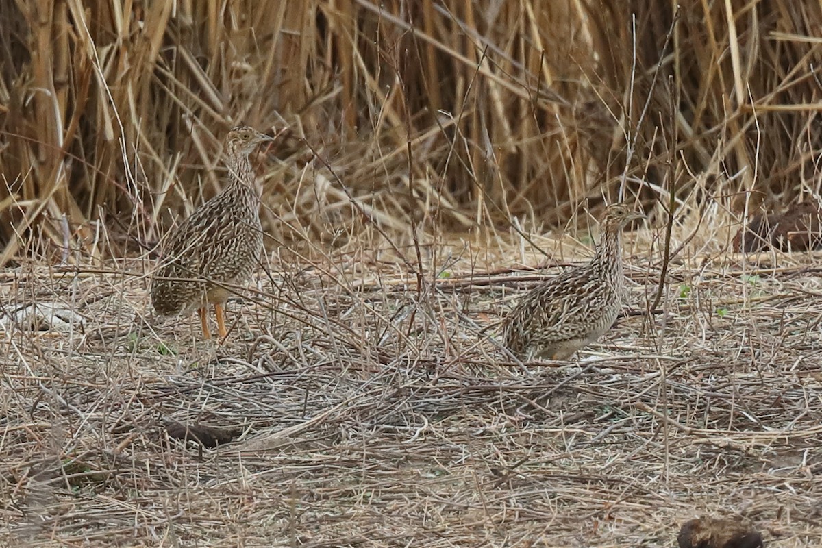 ウズラシギダチョウ - ML645487873
