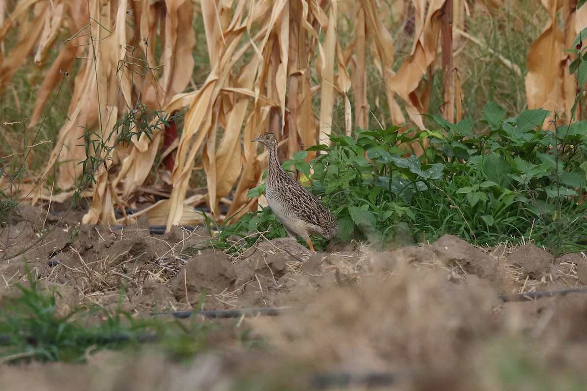 ウズラシギダチョウ - ML645487874