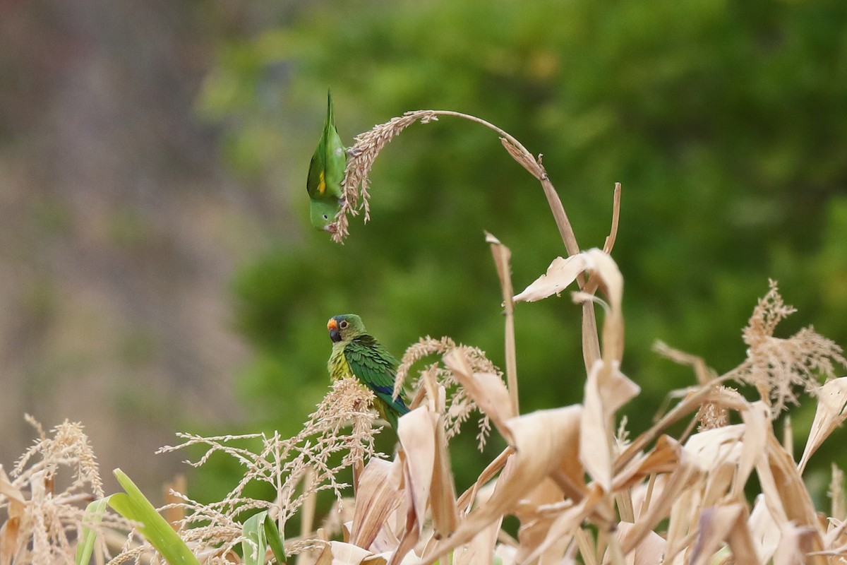 テツバシメキシコインコ - ML645487875
